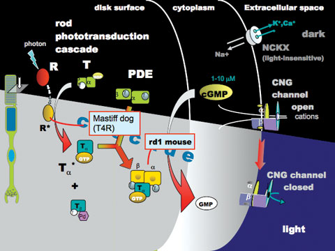 The transduction of light to chemical signals in the retinal photoreceptor cells.